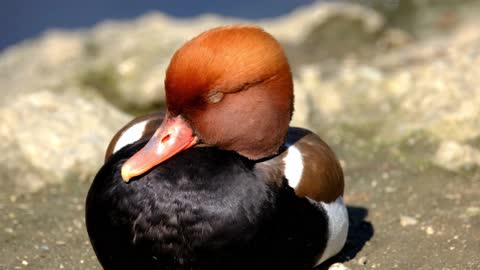 close up video of a red eyed duck