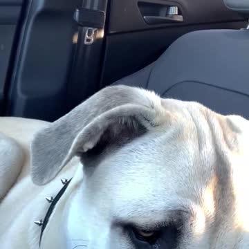 Big Puppy Wants to Drive