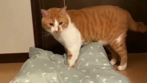 Funny 🤣 cats moments