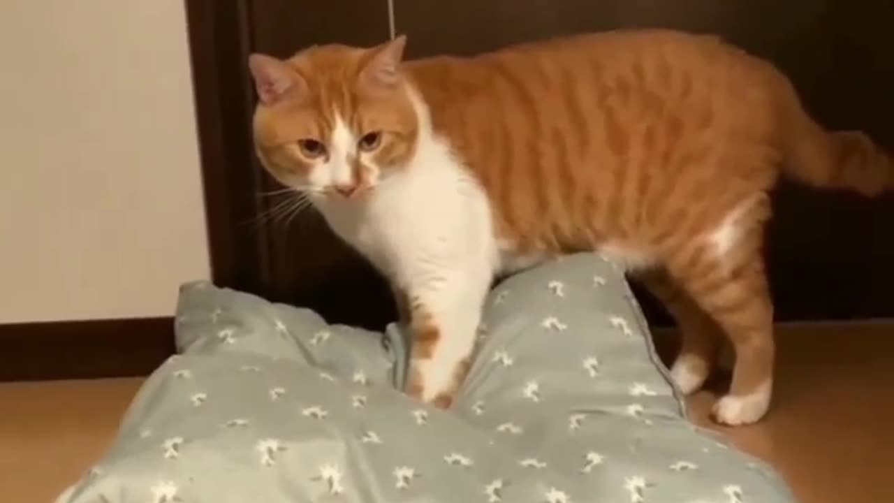 Funny 🤣 cats moments