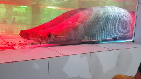 2 giant arowana in Vietnam