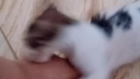 Cat lover