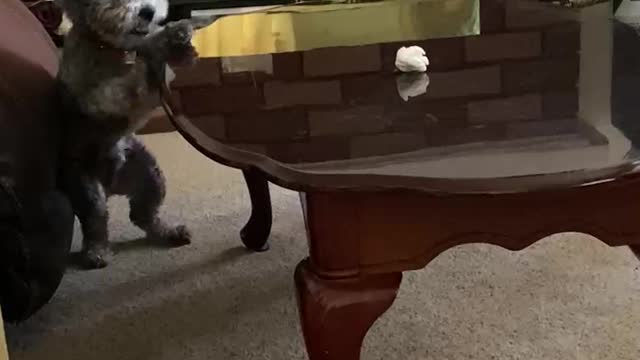 Doggy Pounces Onto Table for Paper Ball