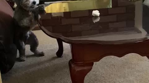 Doggy Pounces Onto Table for Paper Ball