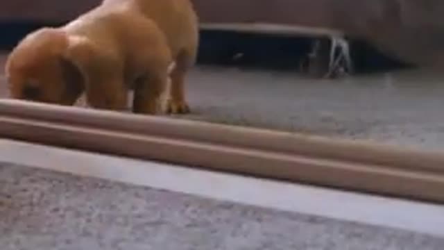 Tu dog very funny videos scene