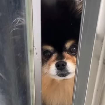 My dog follows me everywhere.