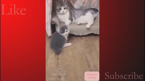 Compilation of cute pets, cats and other animals