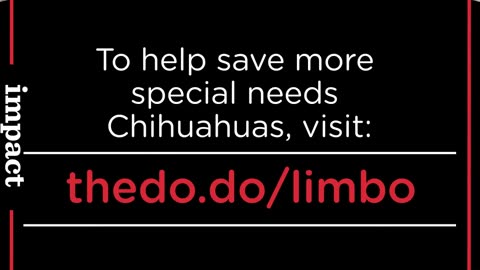 AMAZING Family Keeps Adopting Special Needs Chihuahuas | The Dodo