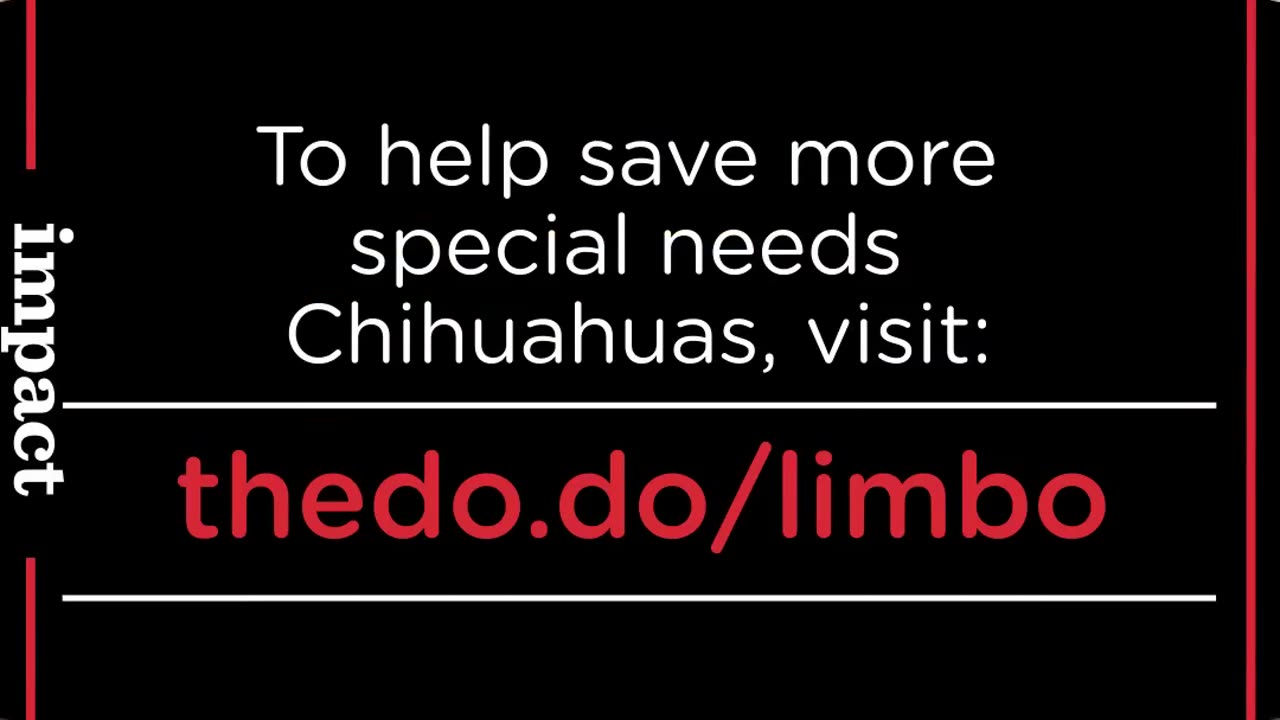 AMAZING Family Keeps Adopting Special Needs Chihuahuas | The Dodo