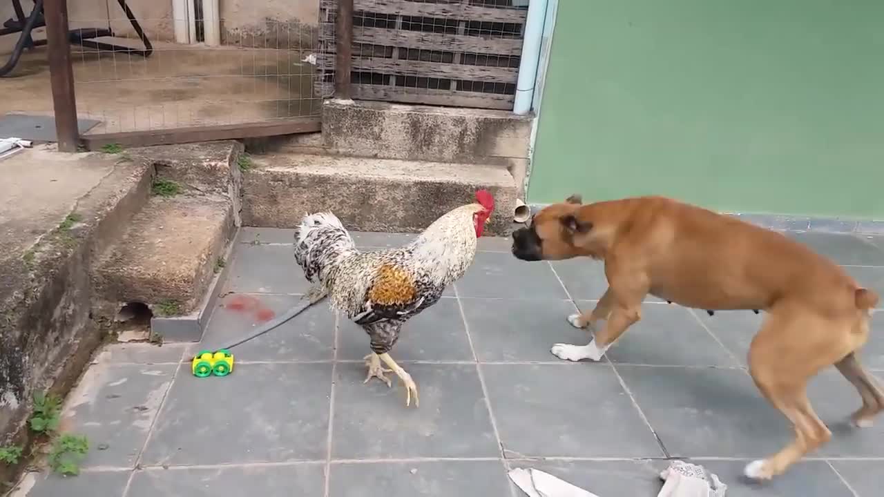 Funny animal 🦴🦴Cachorro VS Galo Luta épica