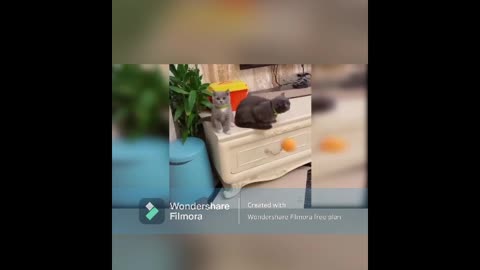 Super CUTE and FUNNY Munchkin Cats
