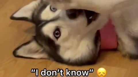Dogs & Puppies