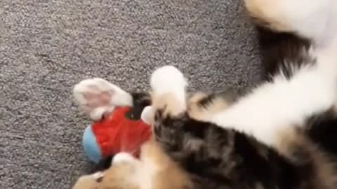 Cat Playing With Bird Doll