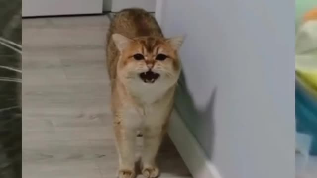 Cute cat video you must watch one time