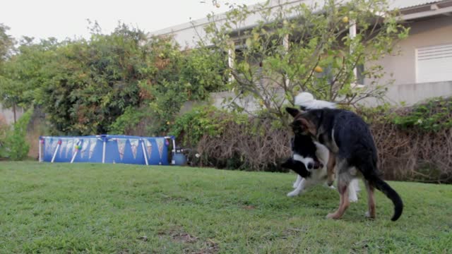 Two rowdy dogs