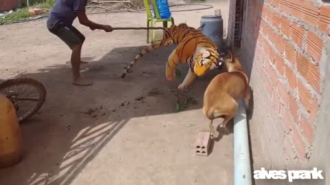 Fake tiger, play with the dog. Very funny the dog's reaction. kkkkkkkk