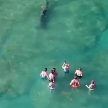 Hammerhead shark lurks near a group of people in eerie drone video