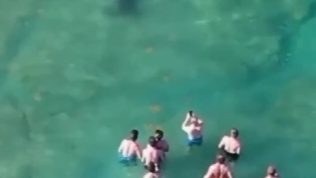 Hammerhead shark lurks near a group of people in eerie drone video