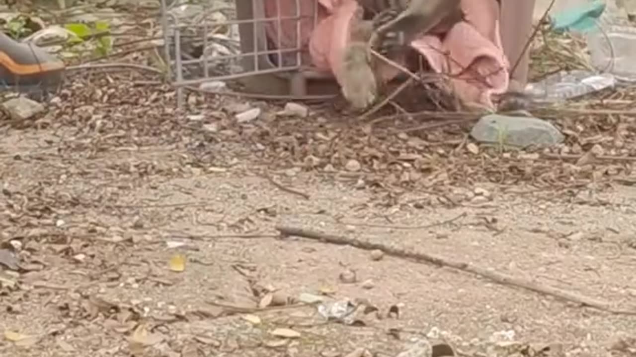Kind family rescue mother cat and her cute kittens