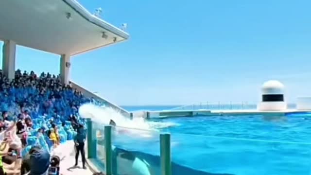 The dolphins dance and the audience applauds