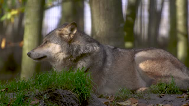 wolf canine predator animal mammal nature