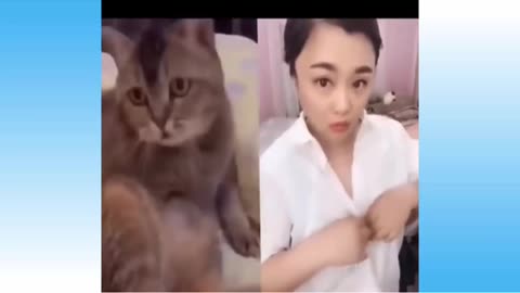 Funny cute cat funny video