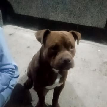 Pitbull dog looks at the camera and filmed himself