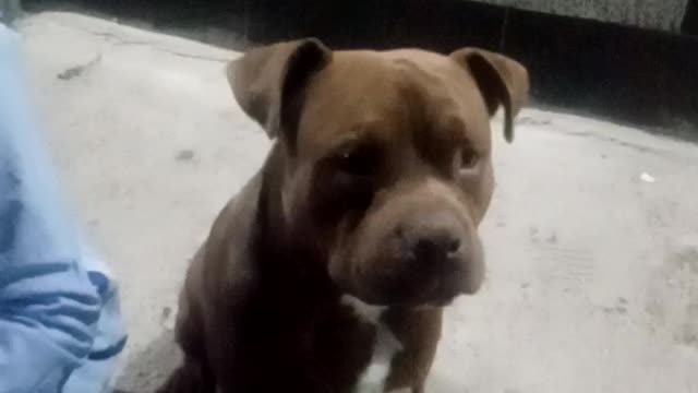 Pitbull dog looks at the camera and filmed himself