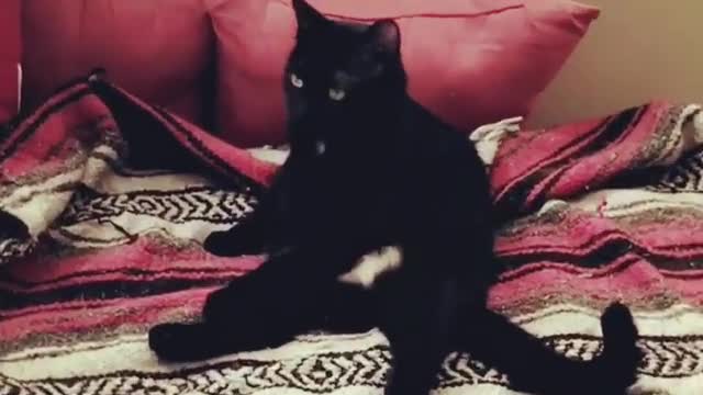 Collab copyright protection - black cat sits like human on bed