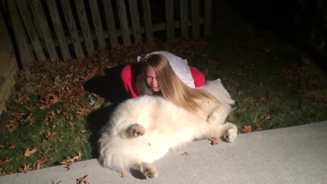 Stubborn Samoyed-Trying to get Cody in from the cold at bedtime.