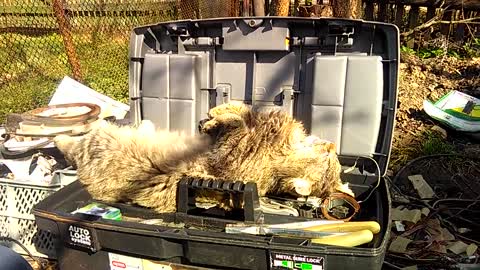 Cat Can't Get Enough Of Tool Box