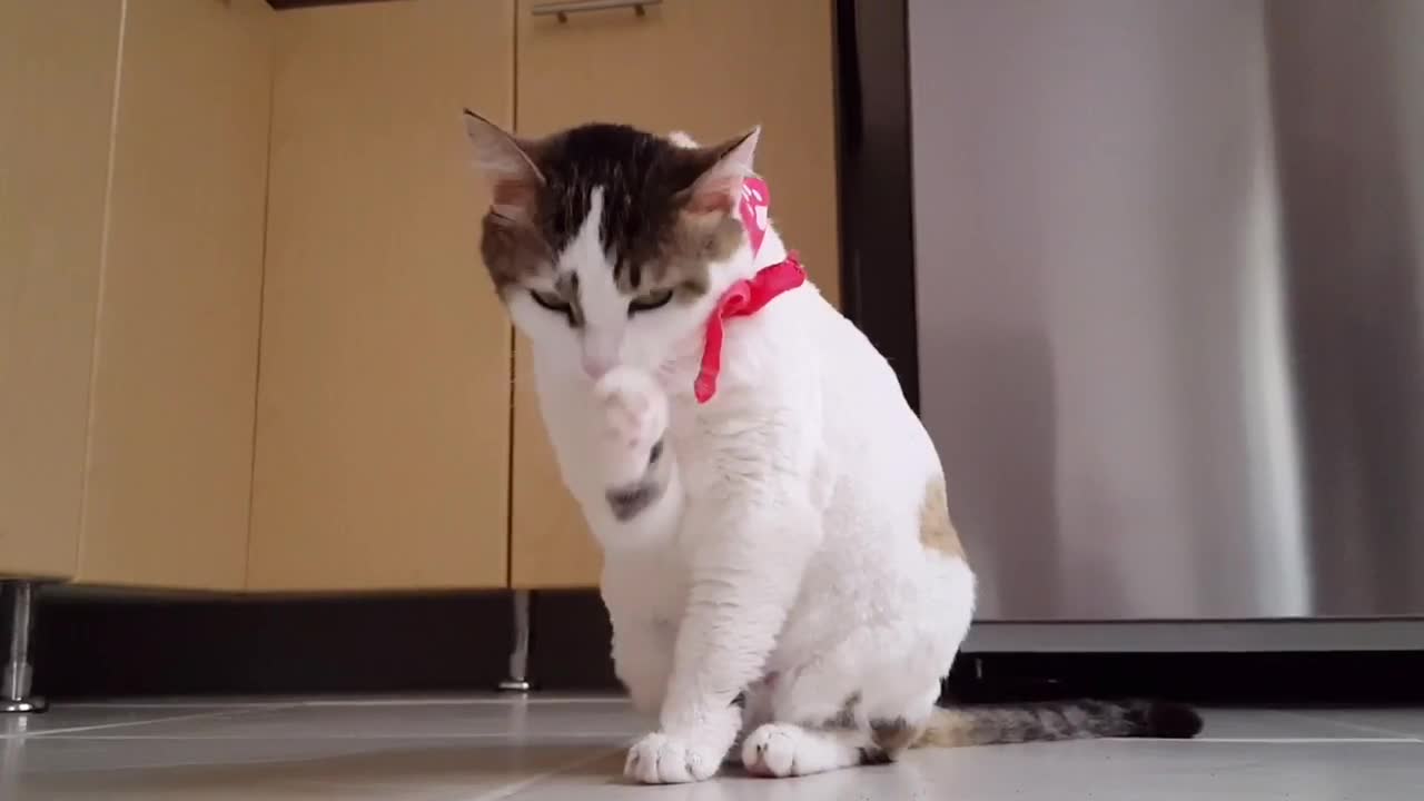 Cute cats Dancing with music 🎧