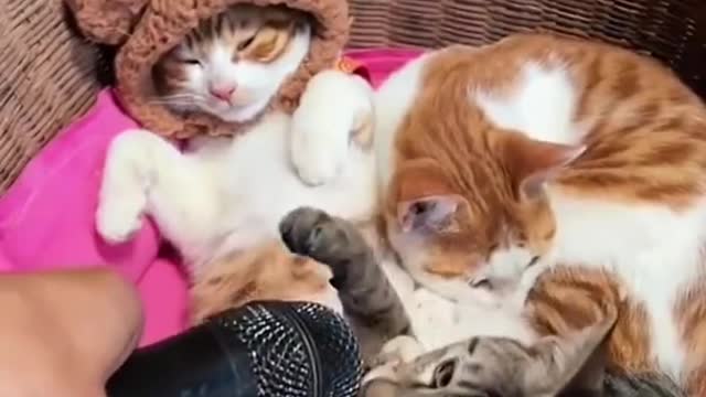 Funny & Cute Cats