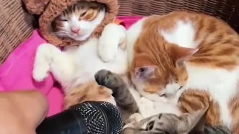 Funny & Cute Cats