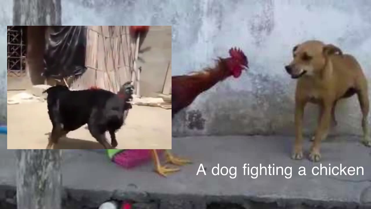 A dog fighting a chicken