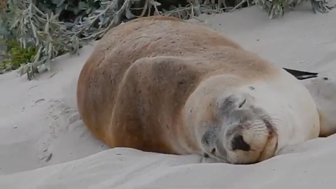 sleeping seal