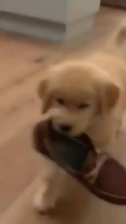 Amazing Golden Retrirver Puppy Fetches Shoes For Owner #short.mp4