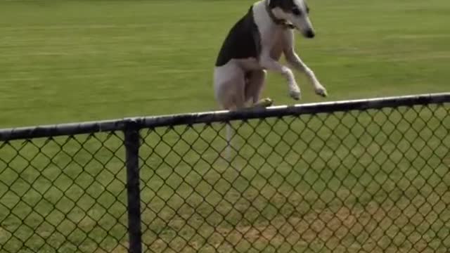 funny dogs video with WEE