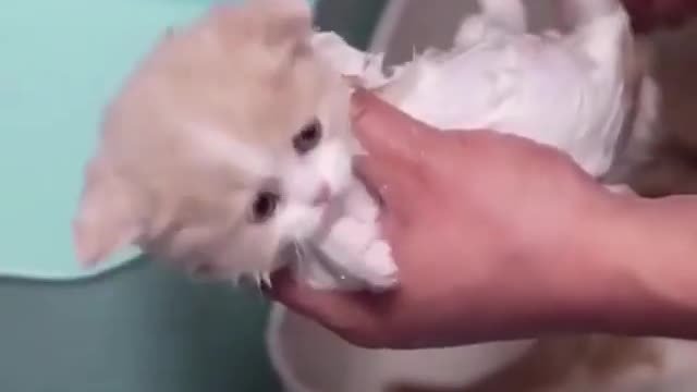 Cute Kittens bathing