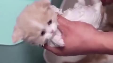 Cute Kittens bathing