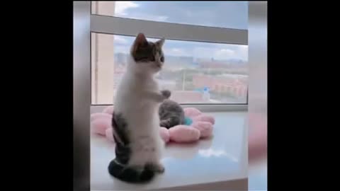 The end 😅 try not to laugh 🤣 funny video
