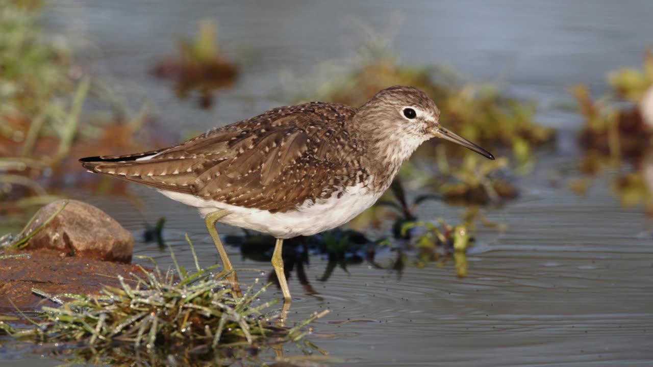 The Green Sandpiper: Close Up HD Footage (Tringa ochropus)