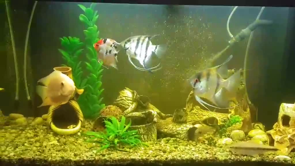 Amazing beautiful fish in my aquarium