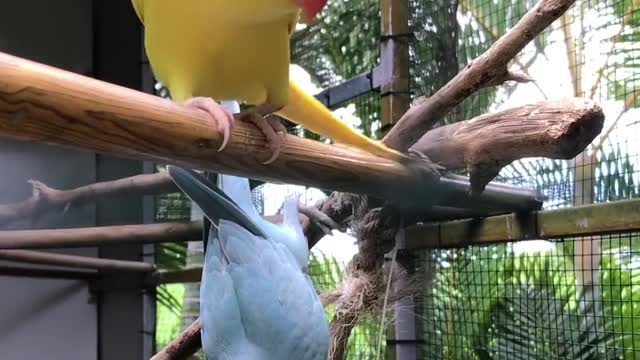 Parrot