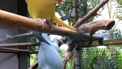 Parrot
