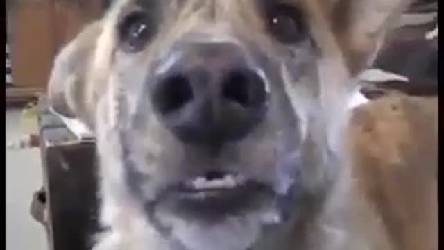 This talking dog video is old but gold