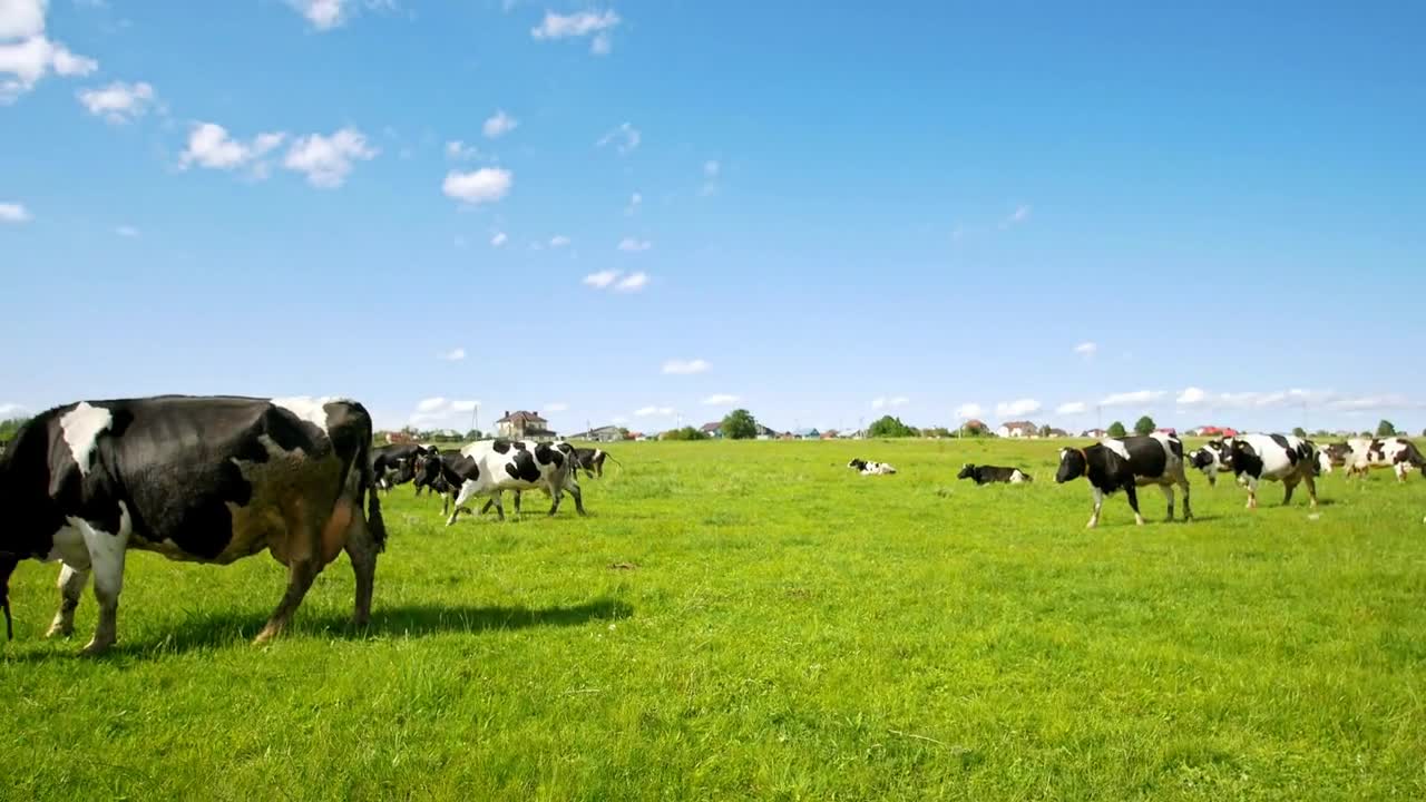 Wide field with grazing cows on pasture in sunny summer day