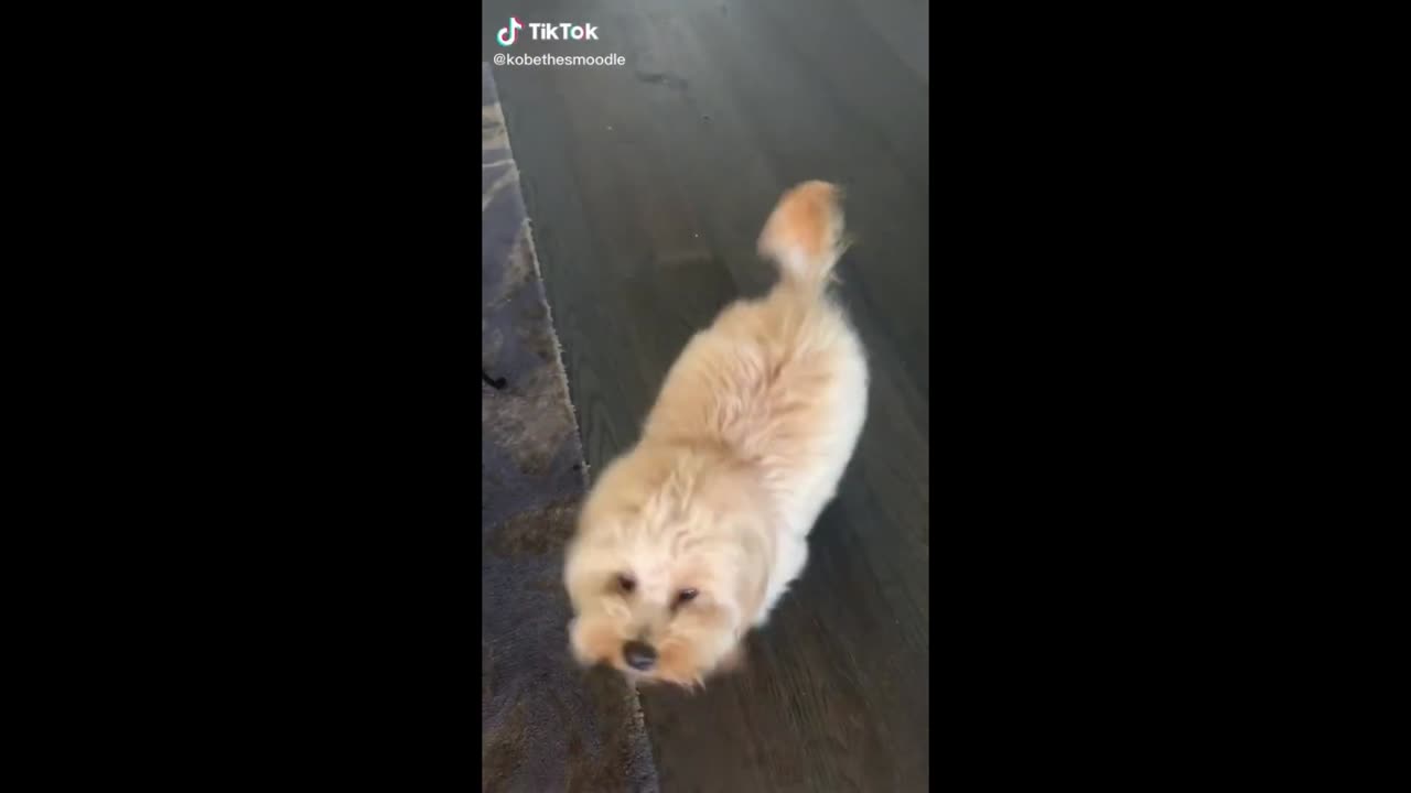 Funny animals - Funny cats / dogs - Funny animal videos