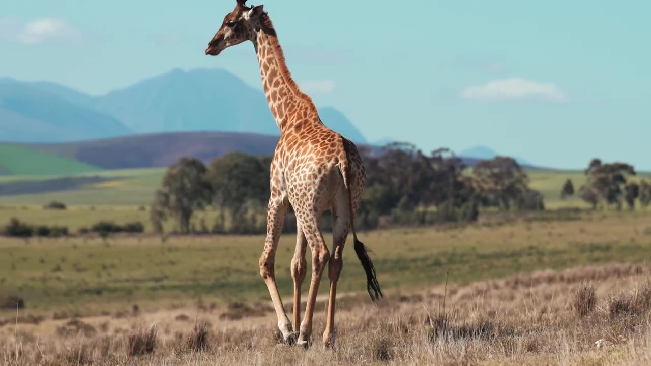 Giraffe in Jungle