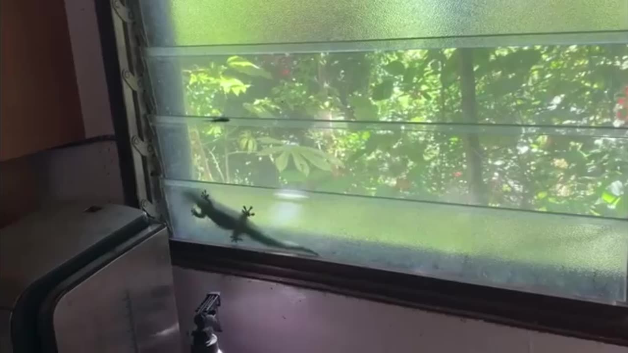 Wildlife & Funs